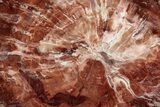 Polished Petrified Wood (Araucaria) Round - Madagascar #344690-1